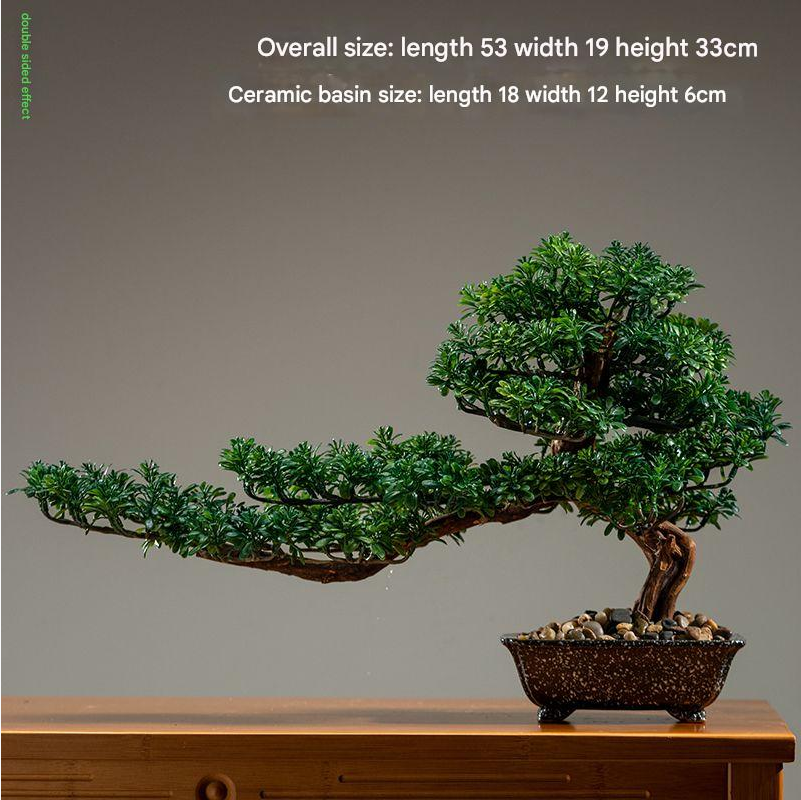 The 6ft cliff cypress photographed front-on against a plain backdrop