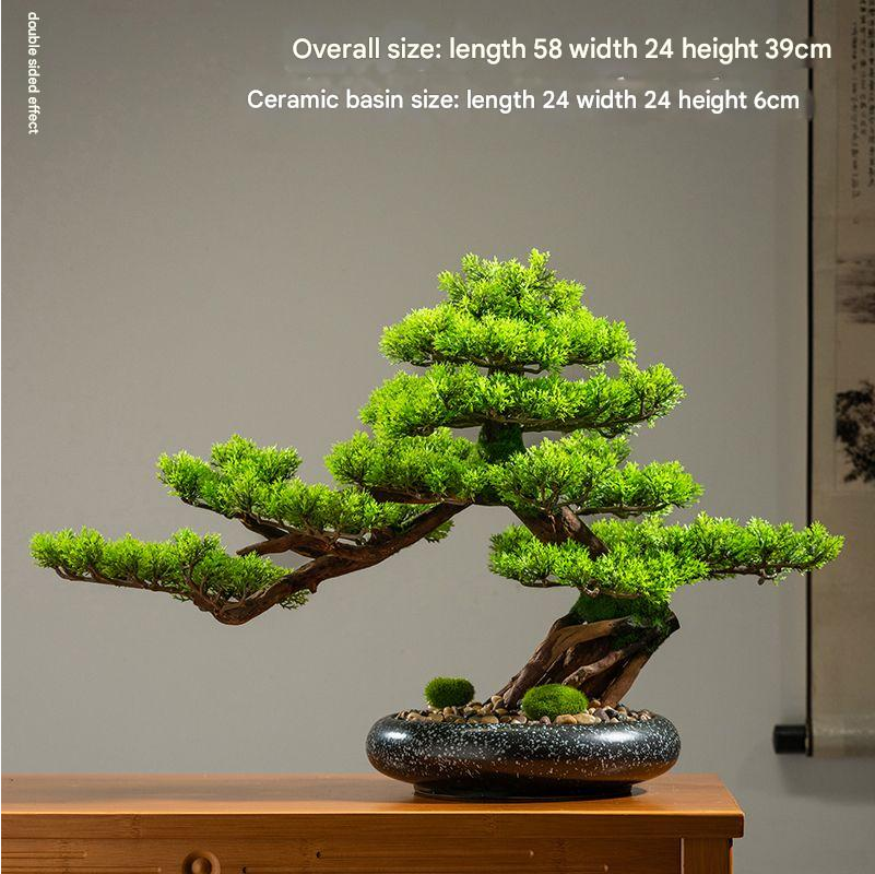The cypress silhouette seen against a bright window in an entrance hall