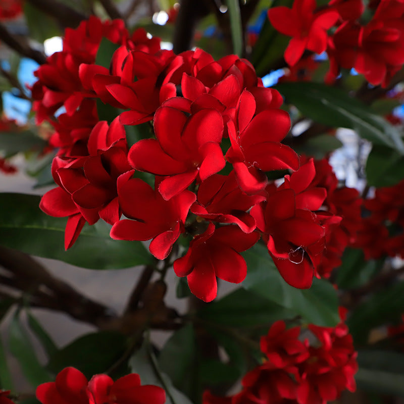 Close-up of a plumeria bloom showing the five overlapping silk petals and centre
