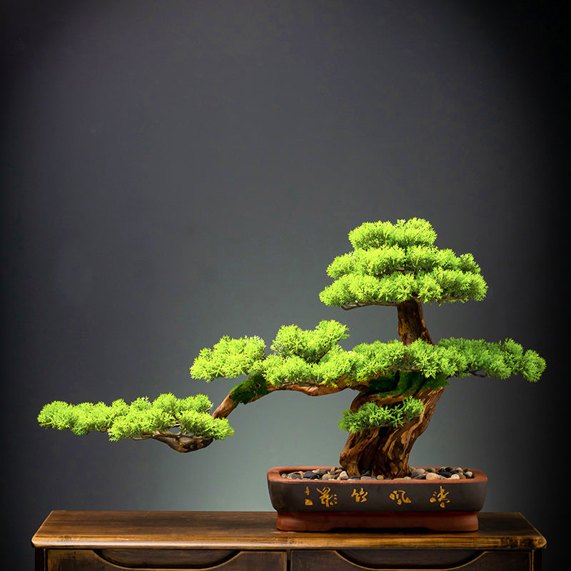 Needle tips of the 4ft bonsai foliage, fine and slightly splayed at the ends