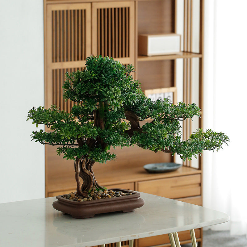 The lowest branch pad reaching out over the rim of the bonsai pot