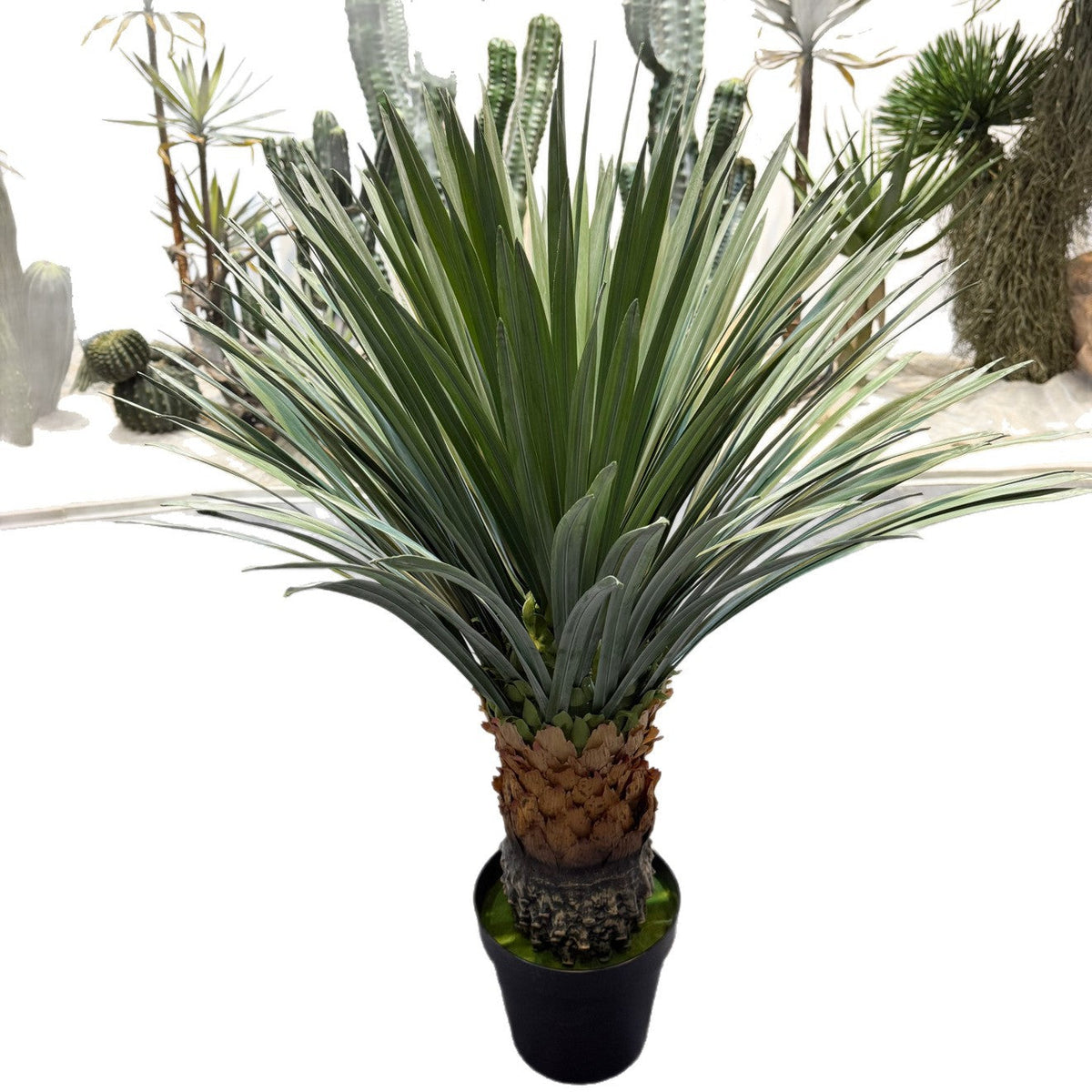 The floor-standing pineapple plant in a hotel lobby beside a tall window