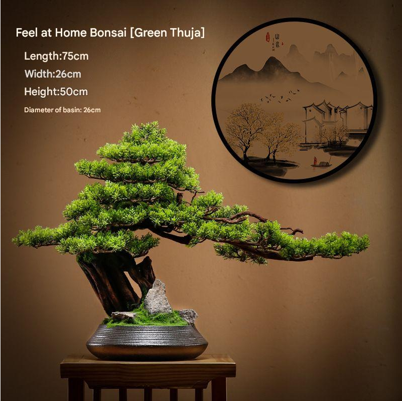 The 1.2m bonsai in profile, its branches reaching out past the pot rim