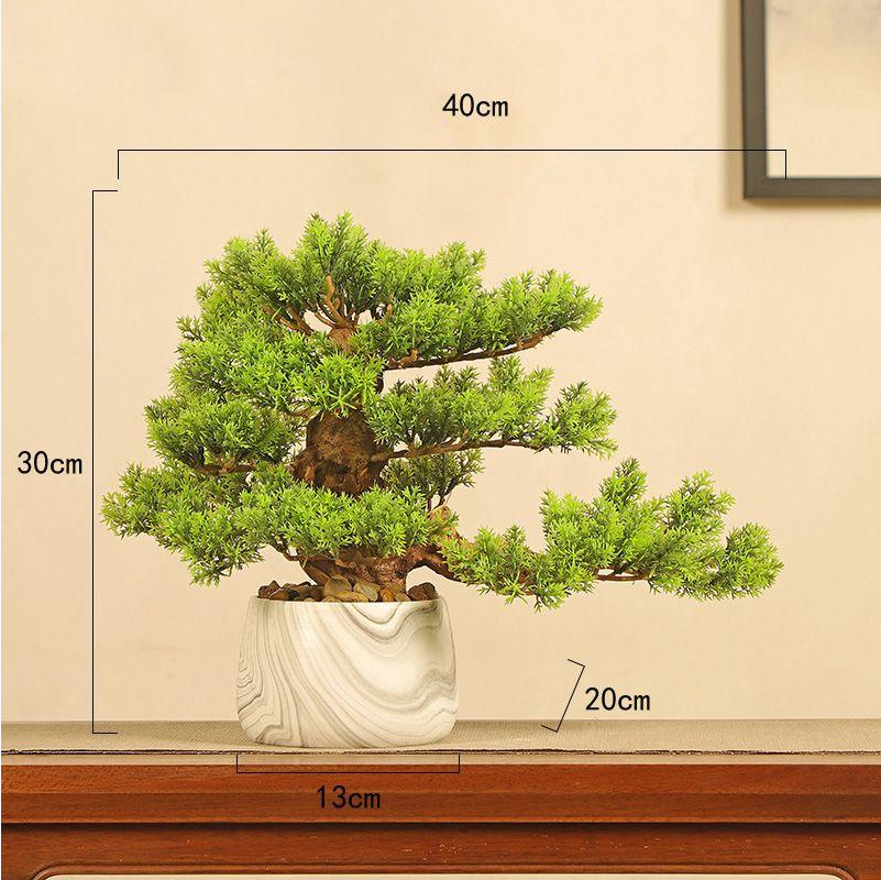 The curved trunk of the 2ft welcome pine rising from its shallow pot