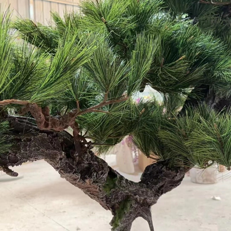 Close-up of the pine needle pads, layered flat along each of the trained branches