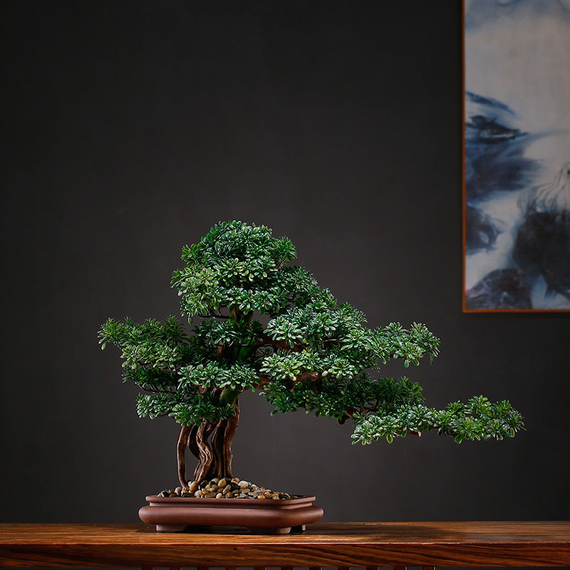 The topmost branch pad crowning the pine bonsai, seen from close up