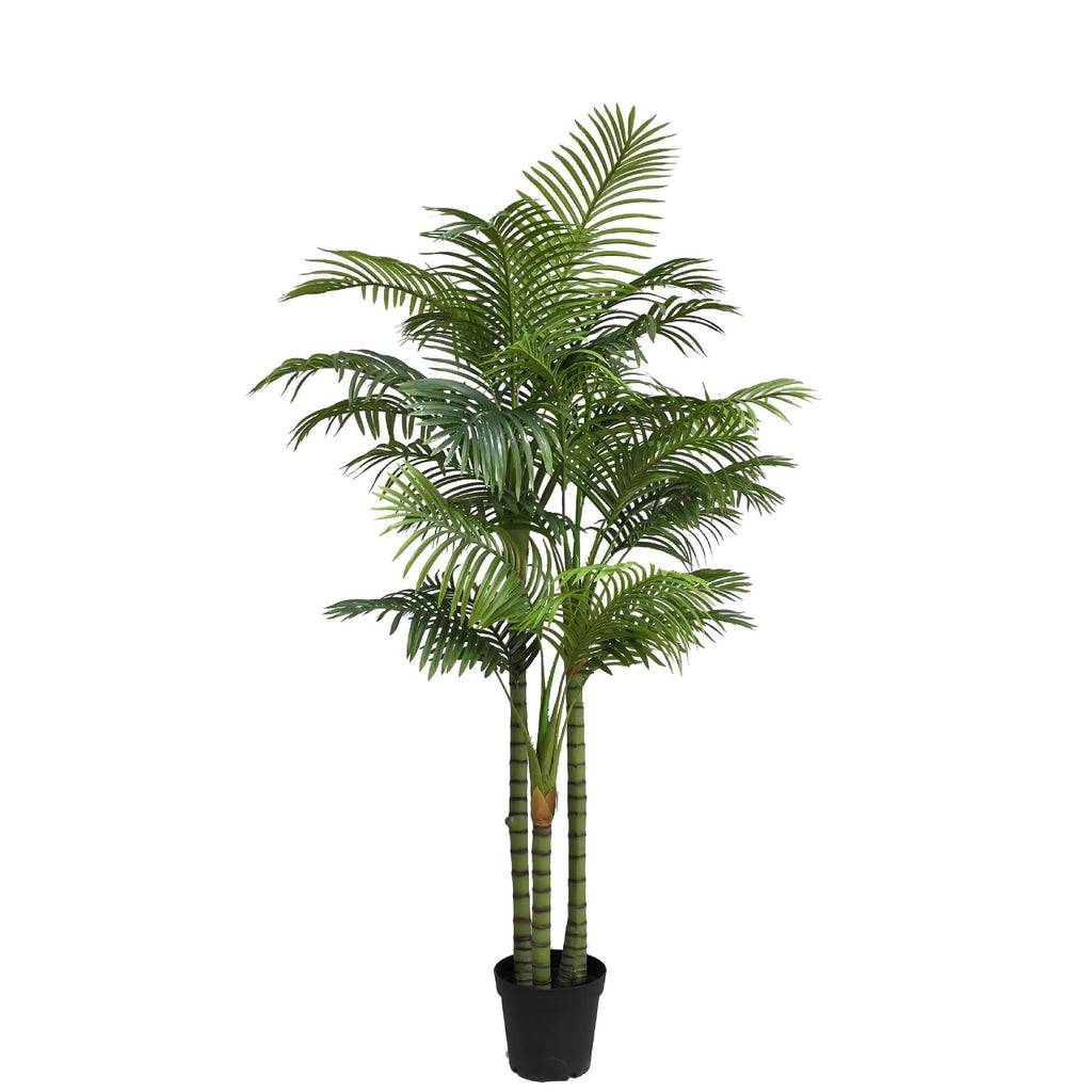 The slim cane stems of the potted areca rising in a cluster from the soil