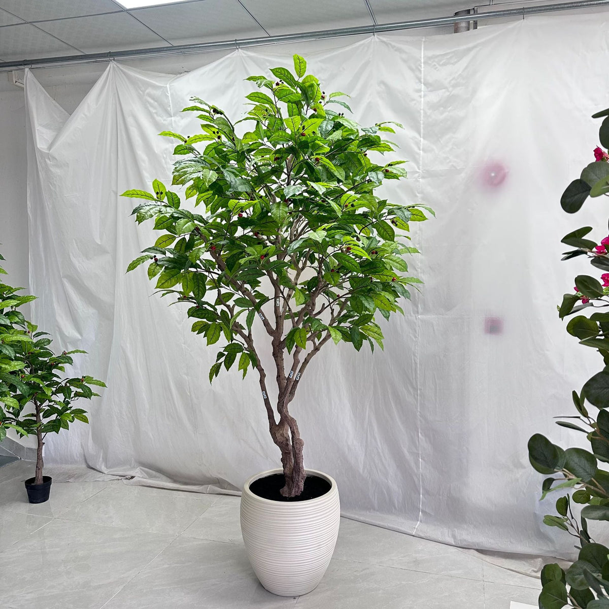 Faux coffee tree 8ft tall in a floor planter, glossy leaves along arching branches
