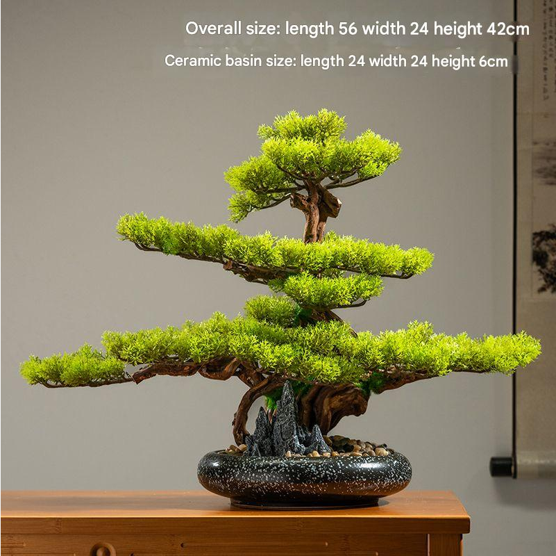 The lean of the cypress trunk seen against a bright plain background