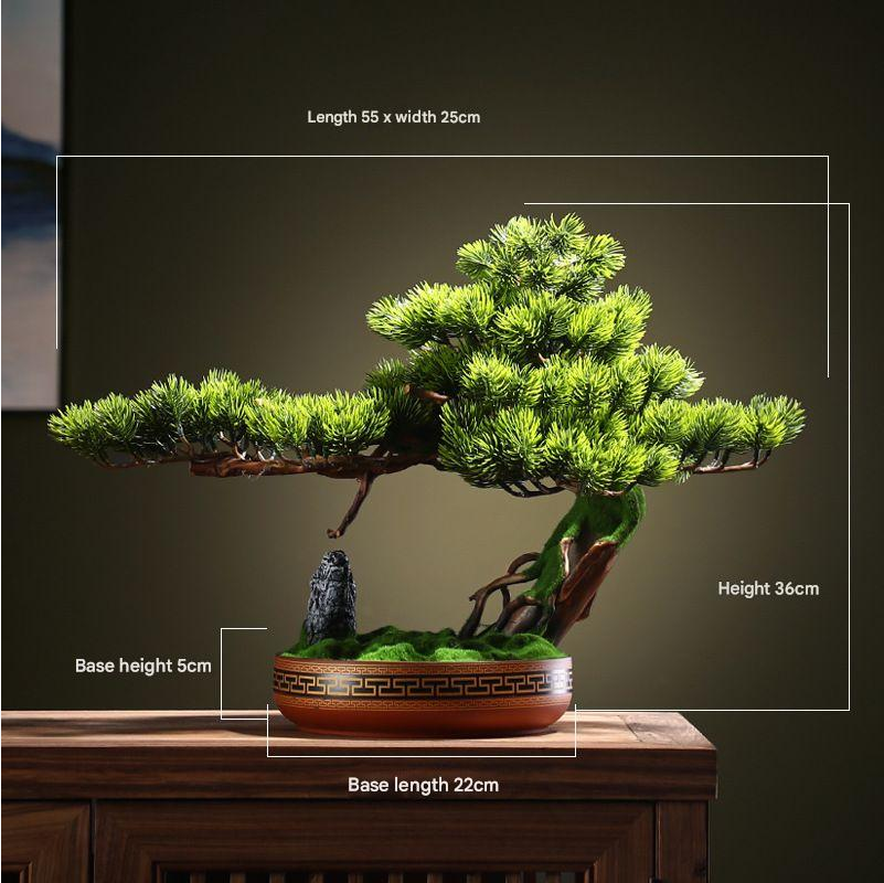 The bonsai seen from above with its trained pads opening out in tiers