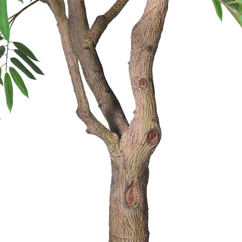 Close-up of the willow-leaf ficus foliage, long and narrow along each stem