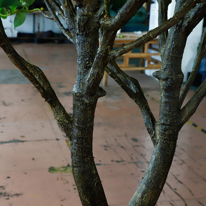 The mangrove trunk and aerial root structure at the base of the 2.5m tree