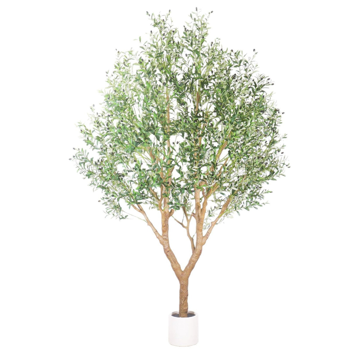 The olive tree used as a photo prop in a styled retail interior display