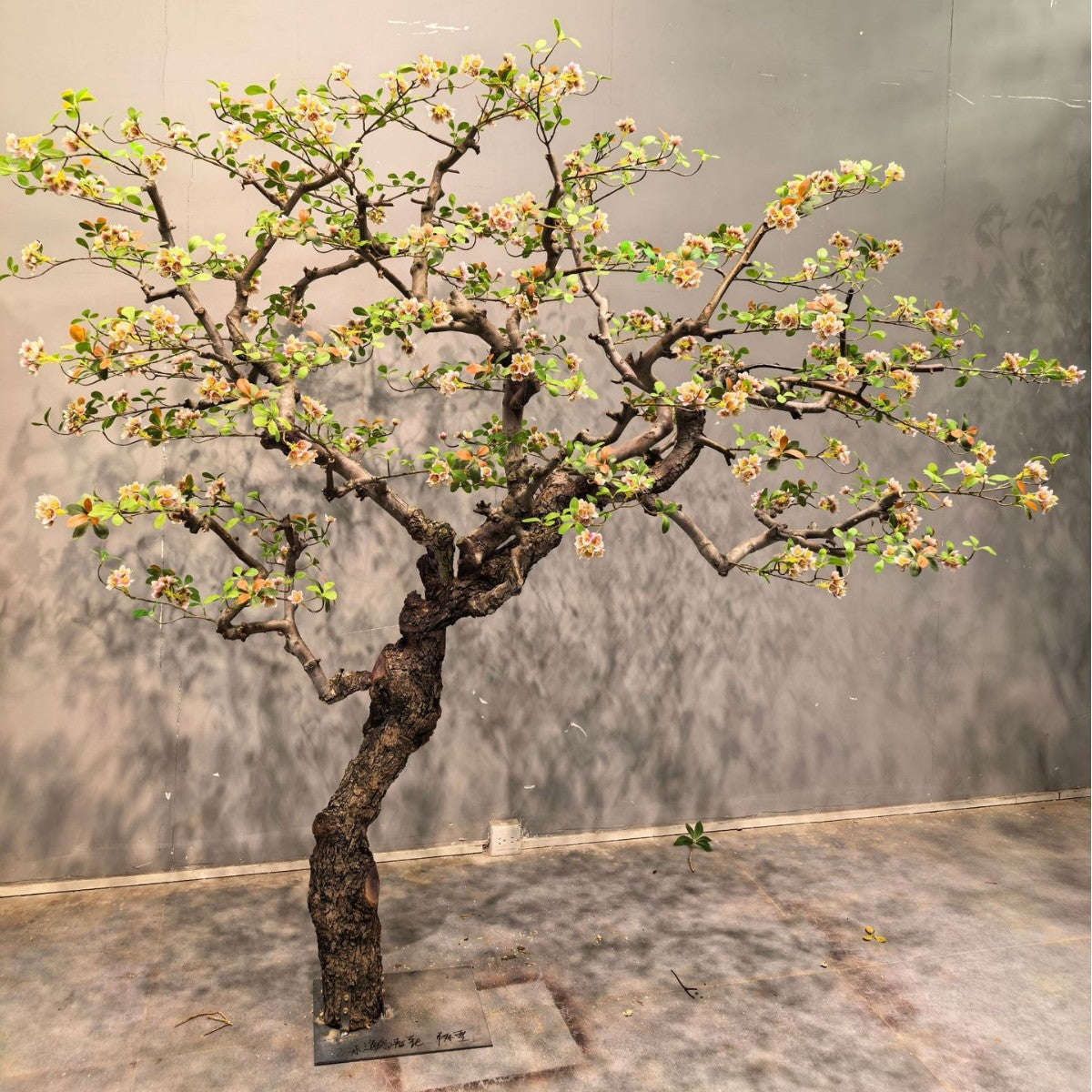 Artificial Chinese begonia tree in spring flower, blossoms massed over open branches