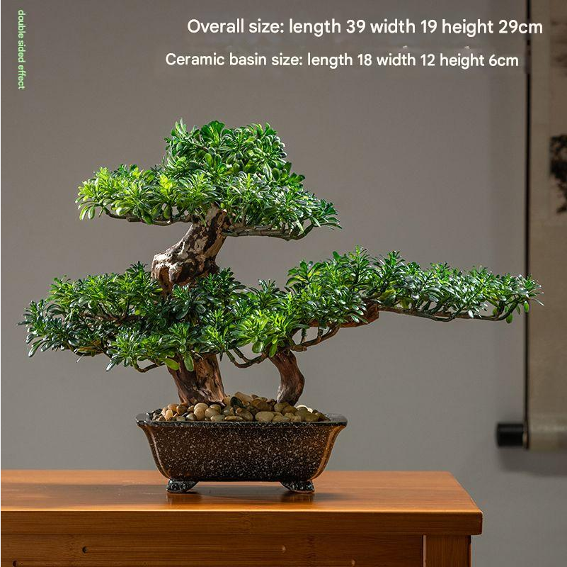The cypress seen from above, its foliage pads opening out in open tiers