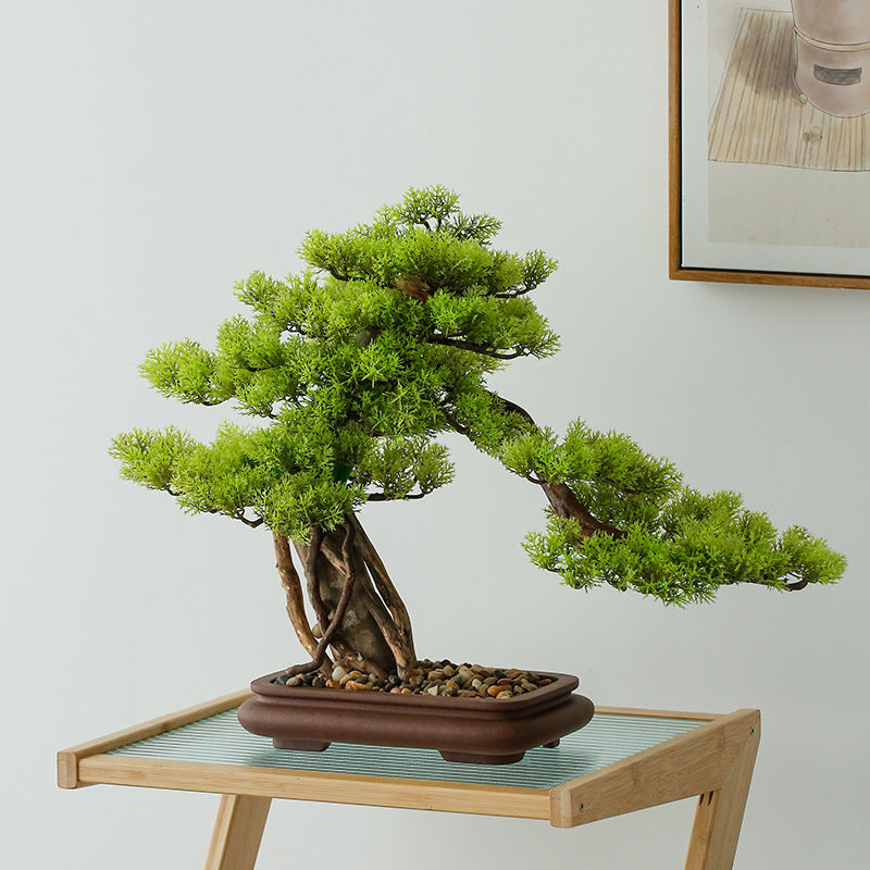 The pine bonsai shown beside a hand for a sense of its overall size