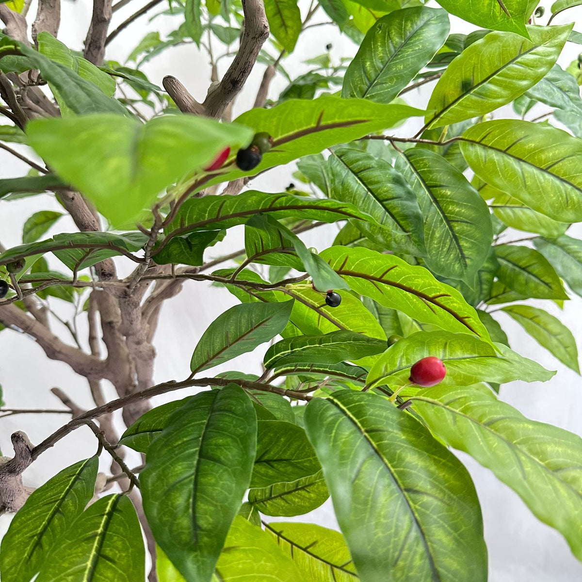 The coffee tree in a cafe interior standing beside the seating and counter
