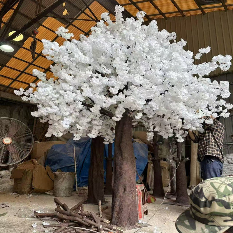 The 8ft and 11.5ft cherry blossom trees shown together for height comparison