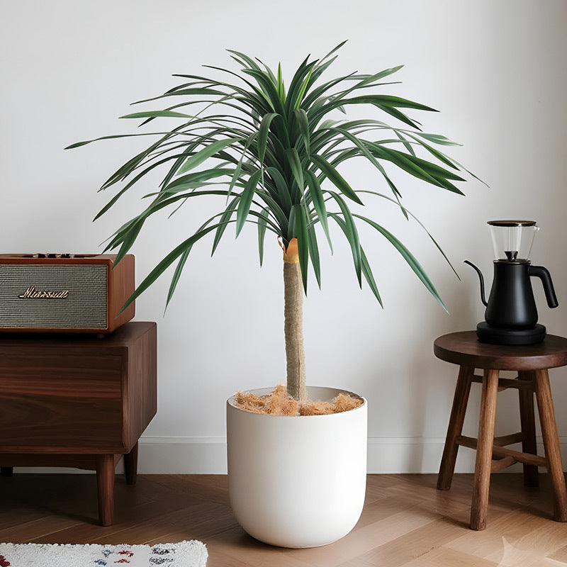 The faux dracaena in a retail window display standing beside styled merchandise