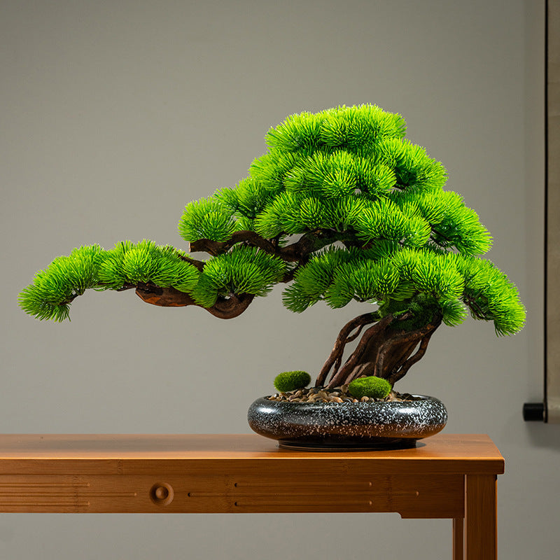 The cliff cypress in a garden room standing beside a run of glazing