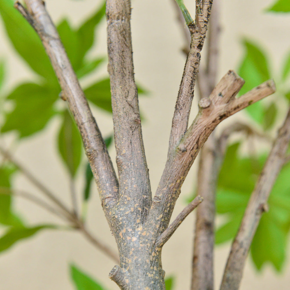 The stems and trunk of the 3m Pieris tree showing through beneath the greenery