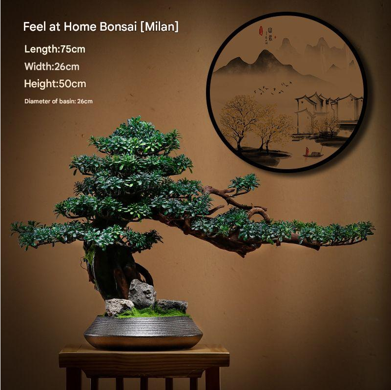 The 1.2m bonsai photographed front-on against a plain studio backdrop