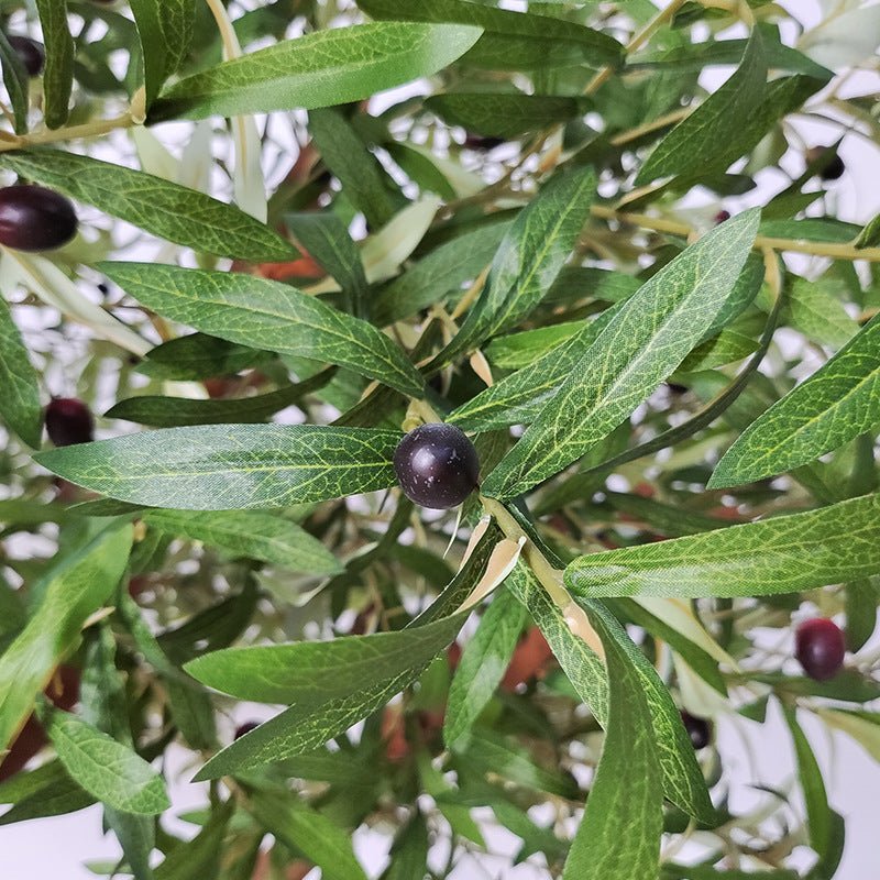 The trunk of the large potted olive tree, textured with deep gnarled bark