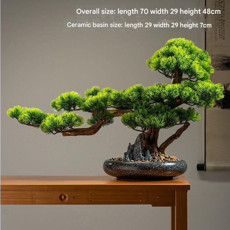 The cliff cypress photographed in three-quarter view against plain grey