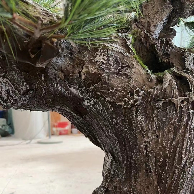 The 5ft and 11.5ft Japanese pines shown together for height comparison