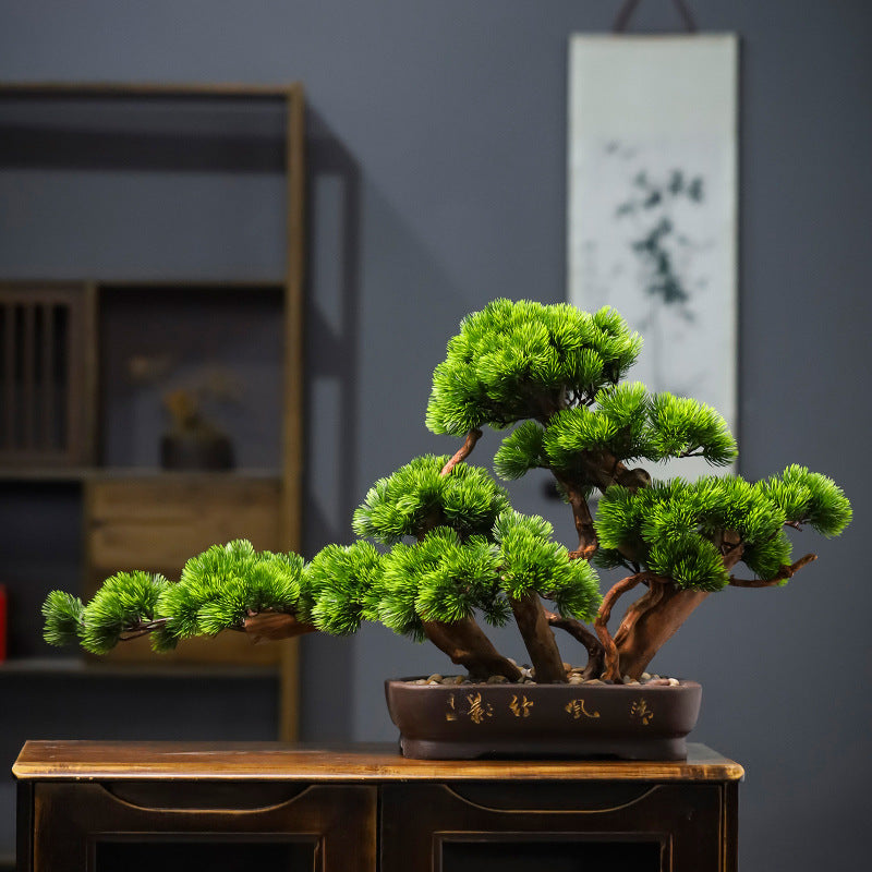 The lowest branch pad of the 4ft bonsai reaching out over the pot rim