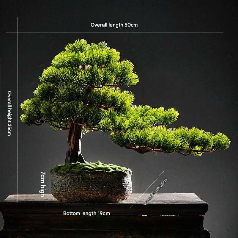 The sculpted trunk of the pine bonsai curving up out of its shallow pot