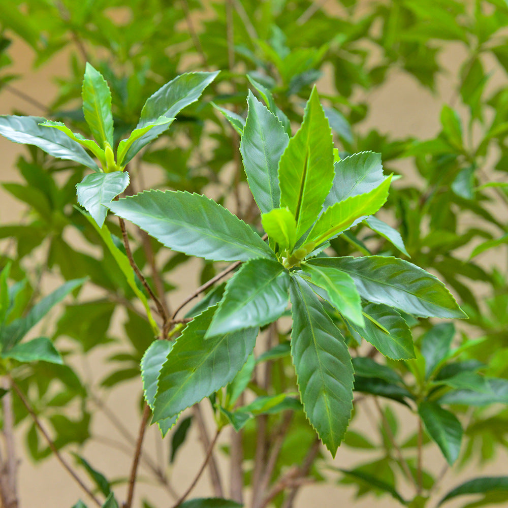 The 10ft Pieris tree in a hotel lobby beside a run of full-height glazing