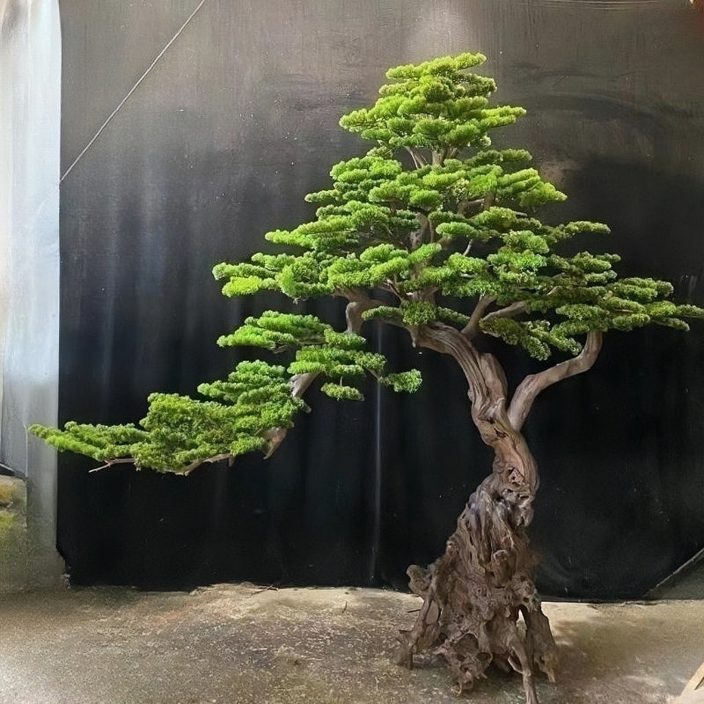 The 6.5ft welcome pine in a showroom lobby standing beside a display wall