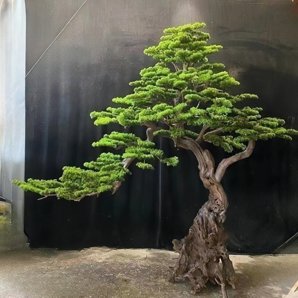 The 6.5ft welcome pine in a showroom lobby standing beside a display wall