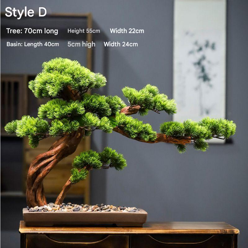 The 4ft pine bonsai used indoors as a floor-standing decorative piece
