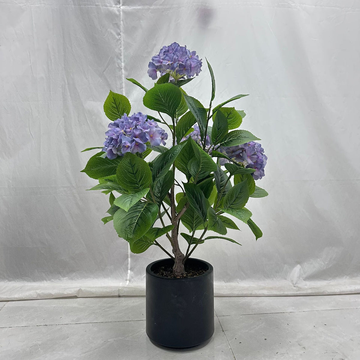 The leaves and stems of the potted hydrangea showing beneath the flower heads