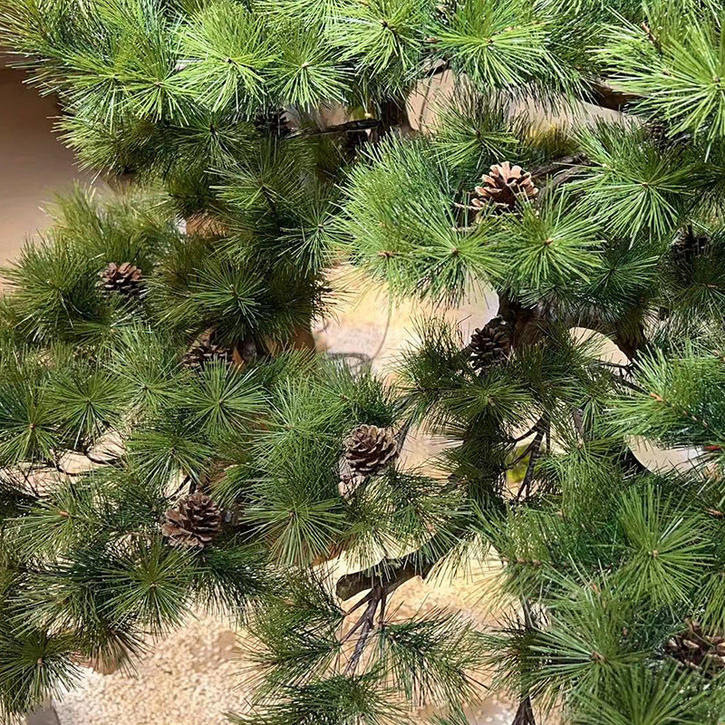 The sculpted trunk of the 5ft welcome pine leaning out from the base