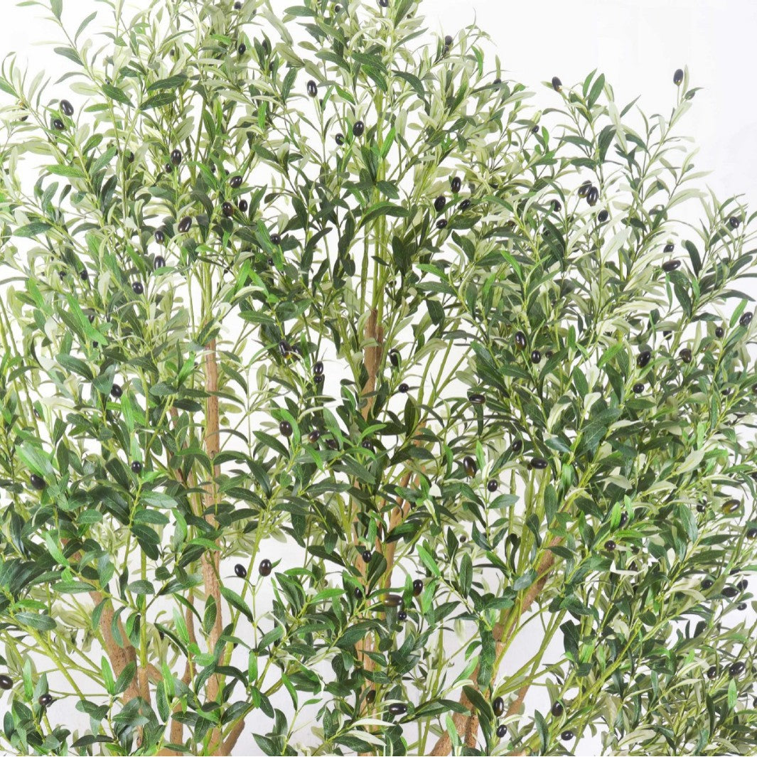 The 10ft olive tree in a hotel lobby with its canopy spreading above the floor