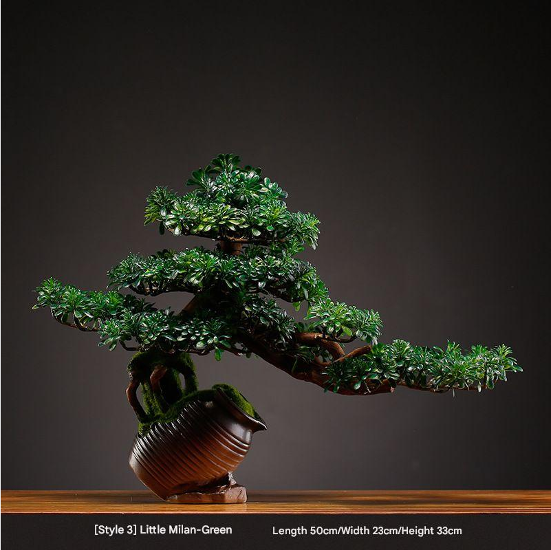 The 1.2m bonsai in profile, its branches stepping well out to one side