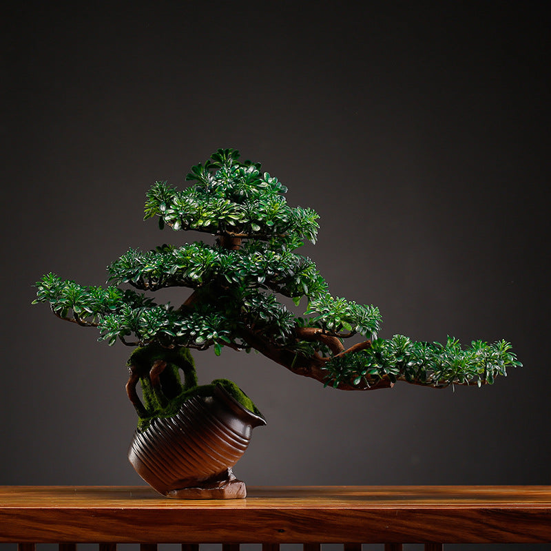 The 1.2m bonsai photographed front-on against a plain studio backdrop