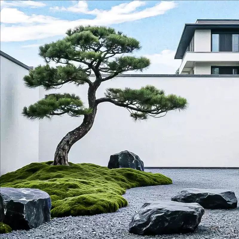 Close-up of the luohan pine needles, long and narrow along each green shoot