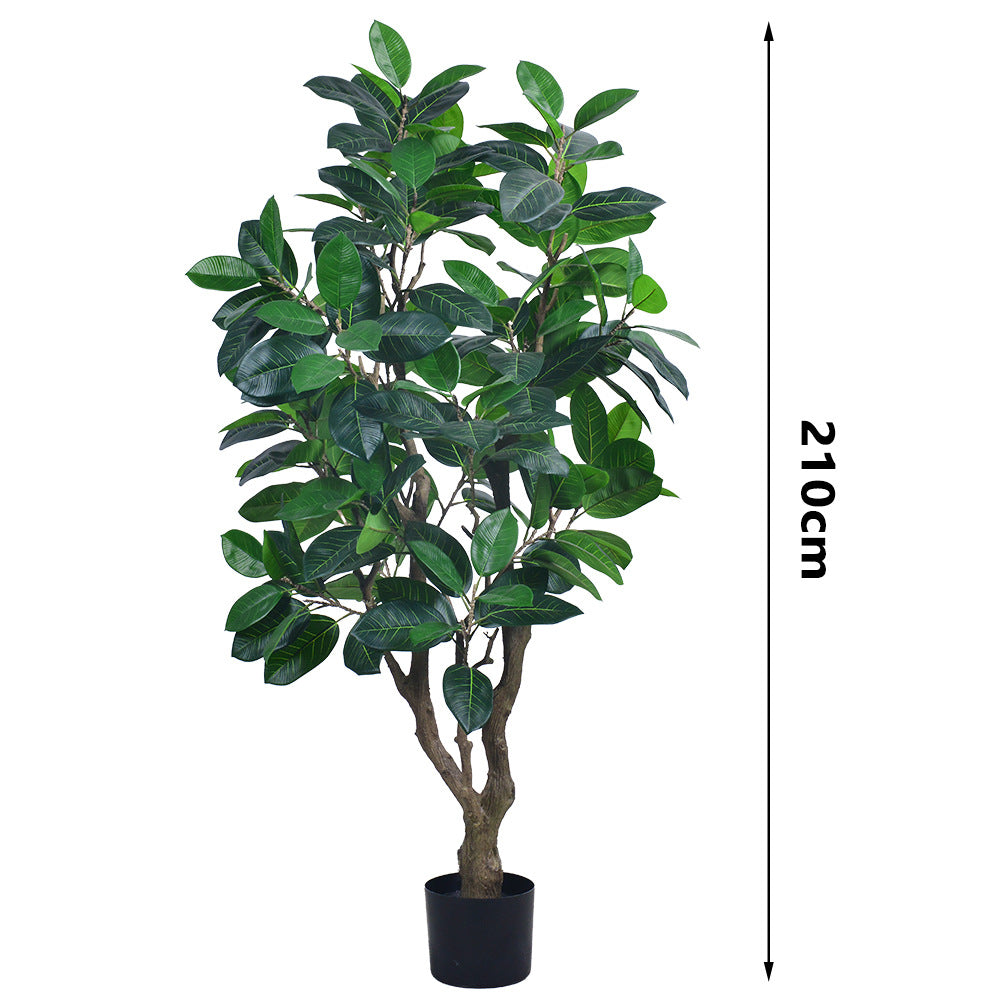 Close-up of the PU ficus leaves showing their broad oval shape and veining