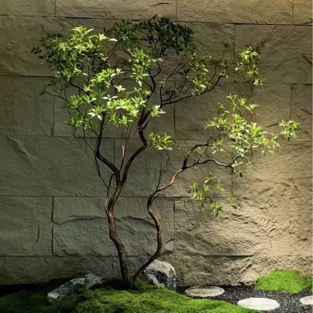The bare stems of the 6.5ft Pieris tree showing between its clusters of foliage