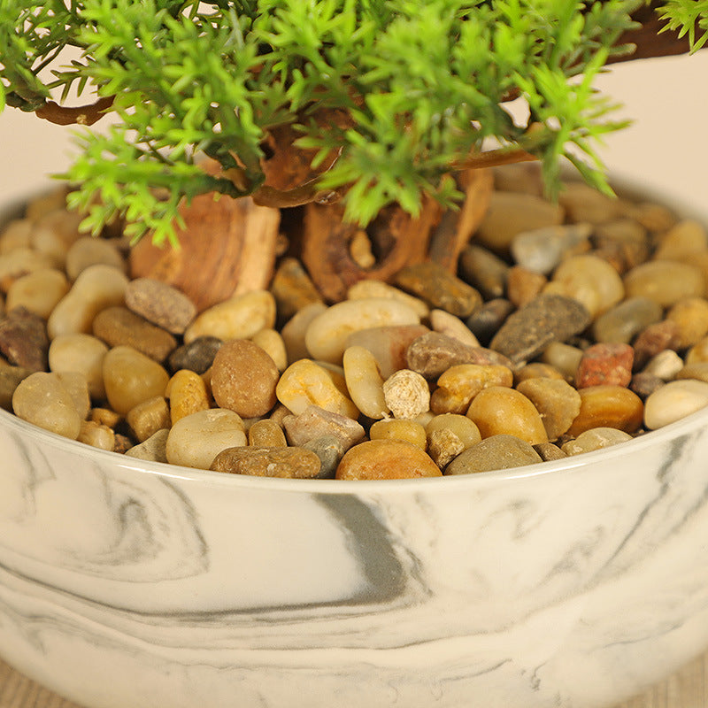 The 2ft bonsai seen from above with its branch pads opening out in tiers
