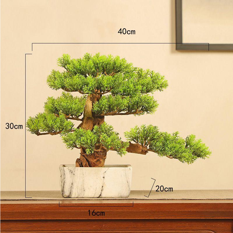 Close-up of the pine needles clustered on the small bonsai's branches