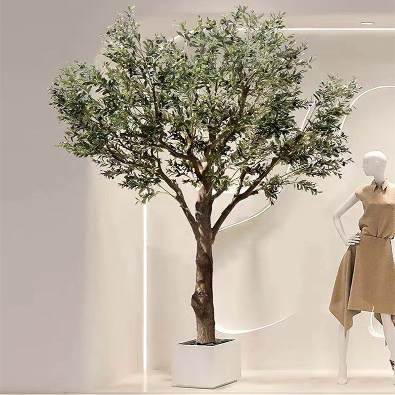The bare lower trunk of the 11.5ft olive tree that gives it the Nordic look