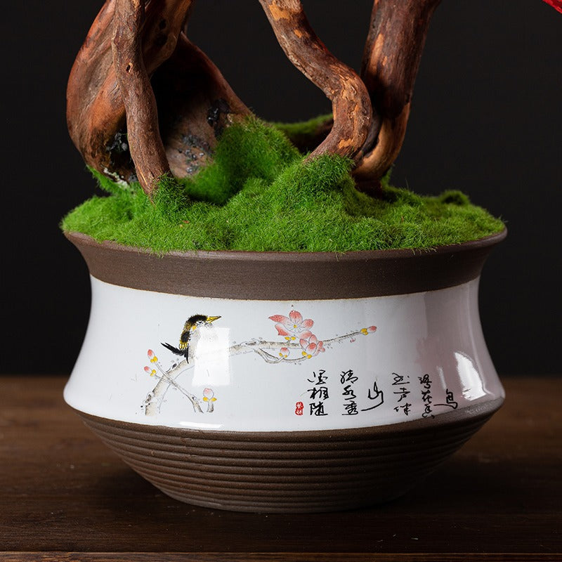 The topmost branch pad crowning the pine bonsai, photographed close up