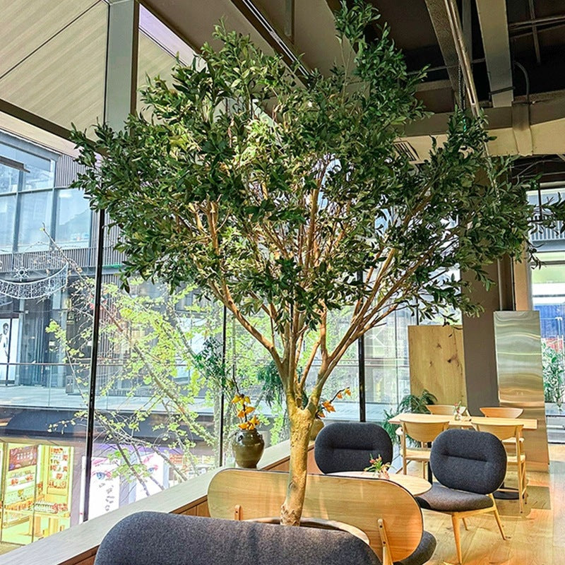 The 10ft olive tree in a living room standing beside a sofa and tall window