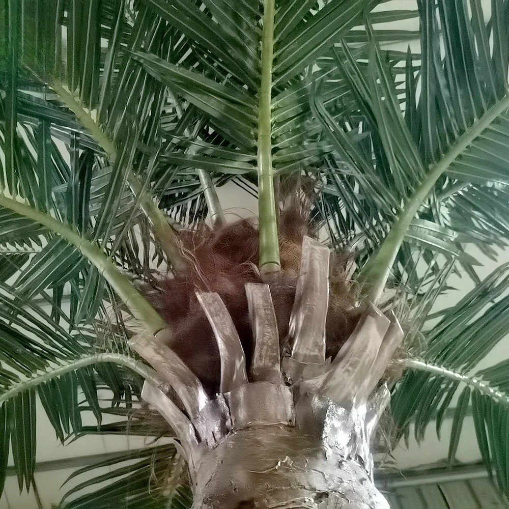 Base of the Canary date palm where the trunk sets into the ground