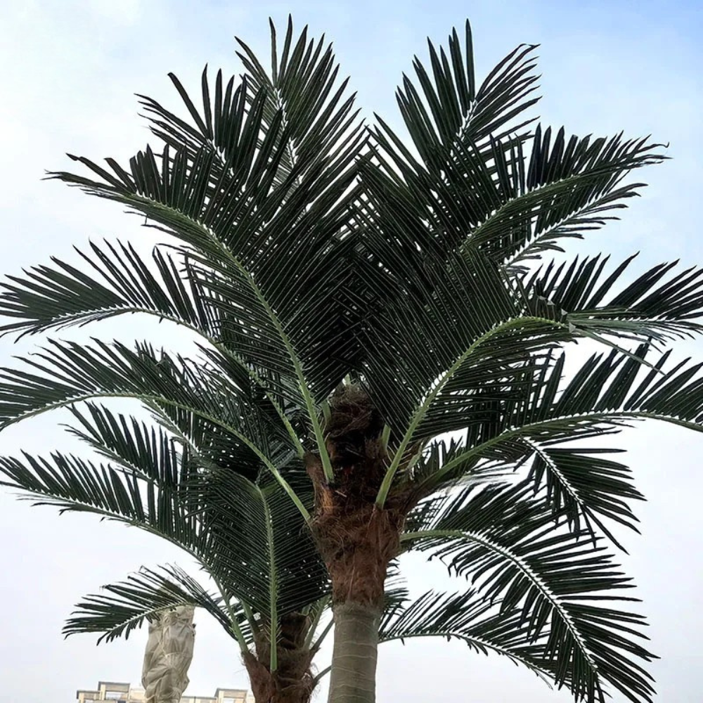 Close-up of the coconut palm fronds and the split leaflets along each rib